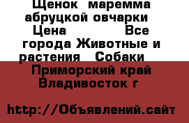 Щенок  маремма абруцкой овчарки › Цена ­ 50 000 - Все города Животные и растения » Собаки   . Приморский край,Владивосток г.